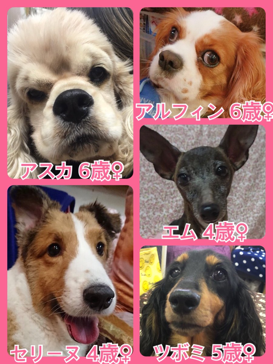 🐾今日の里親様募集中ワンコ🐶メンバーです🐾2019,6,8